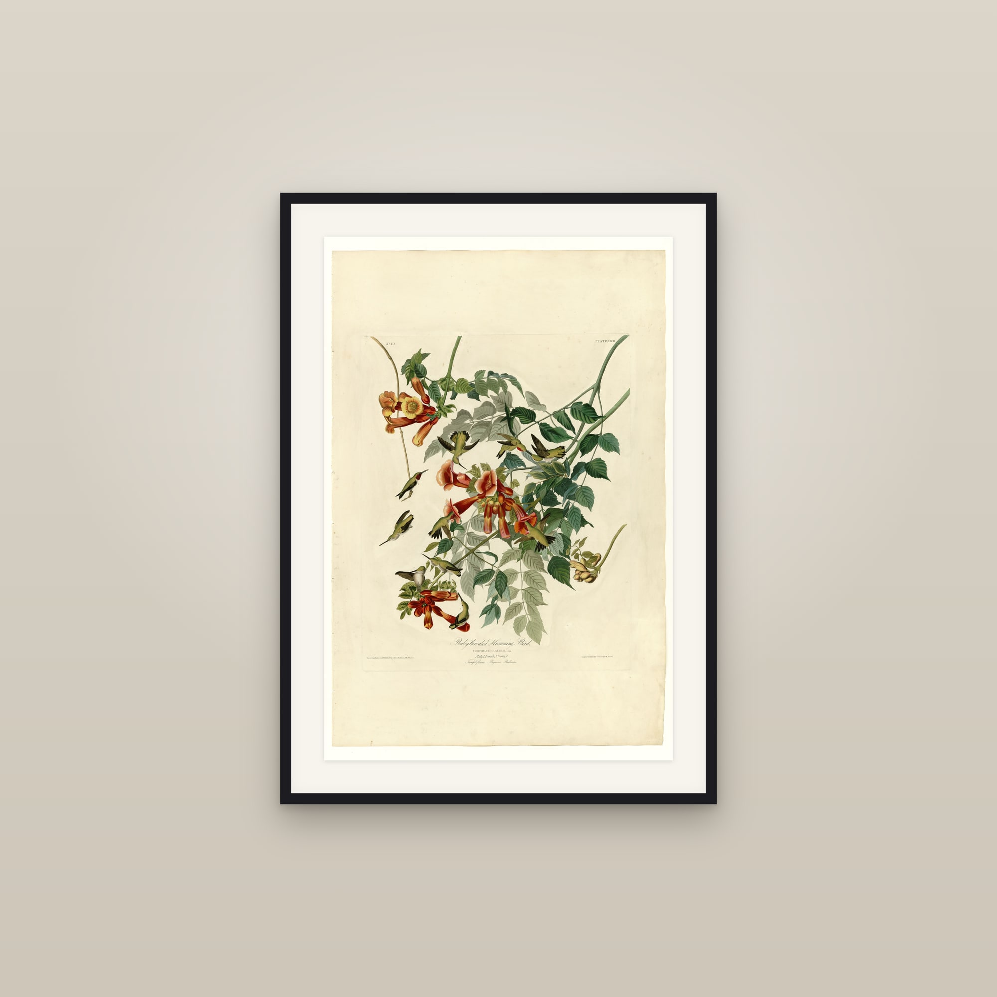 Ruby-throated Hummingbird