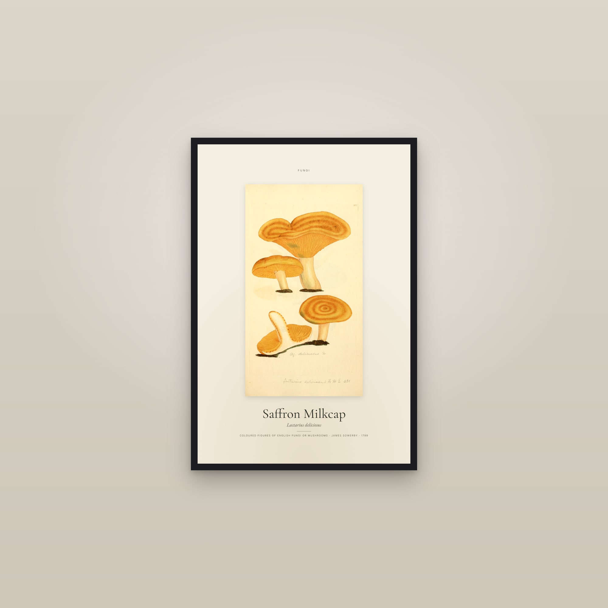 Saffron Milkcap — Specimen