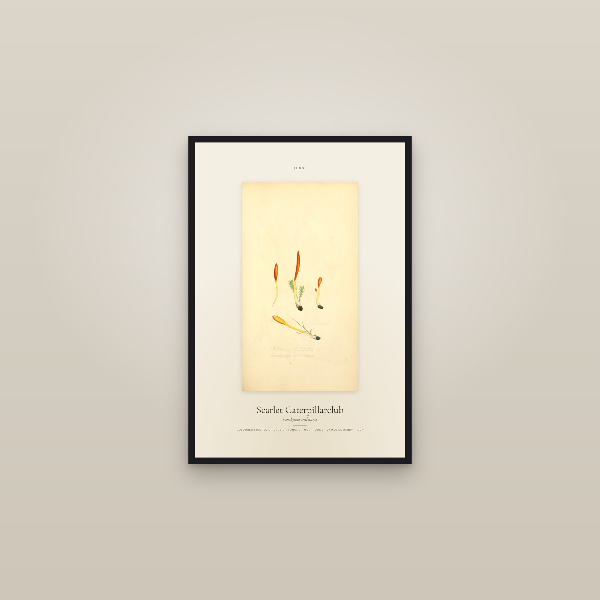Scarlet Caterpillarclub — Specimen
