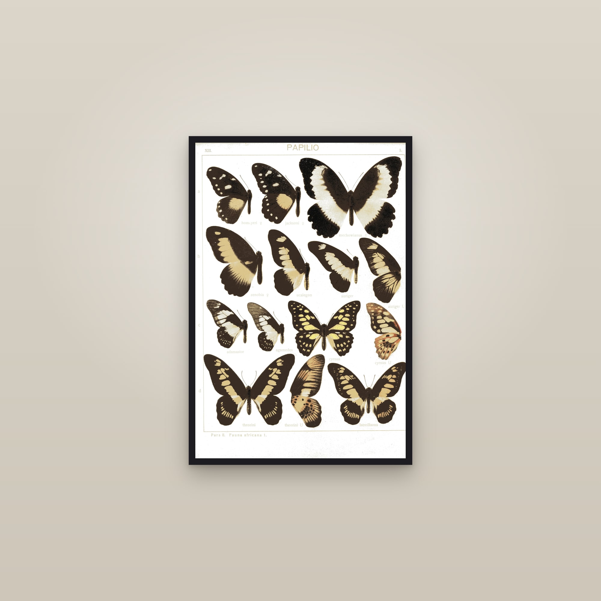 Swallowtails of Africa