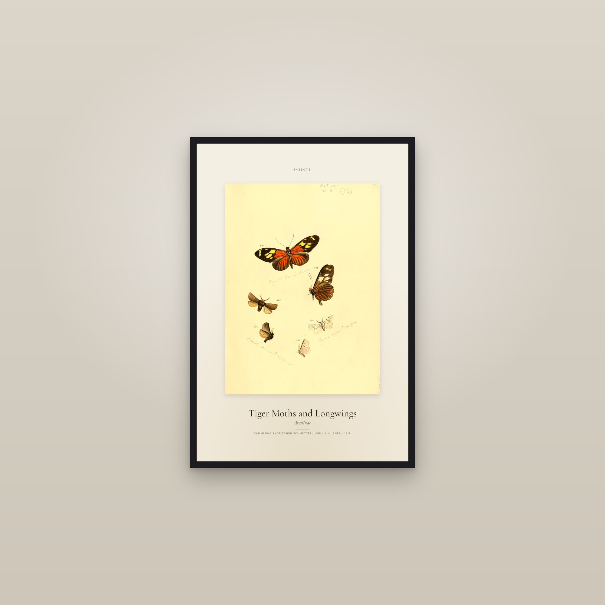 Tiger Moths and Longwings — Specimen