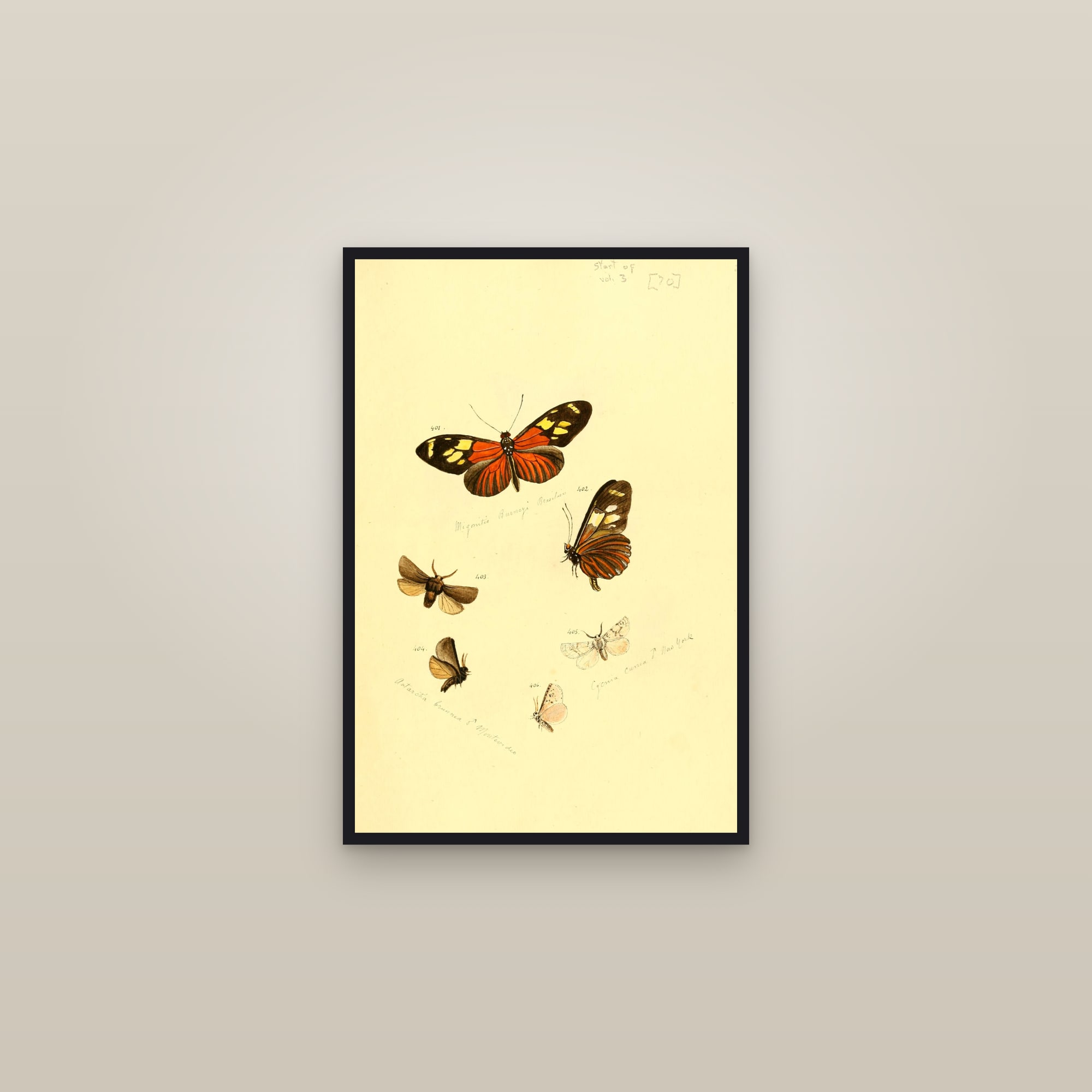 Tiger Moths and Longwings