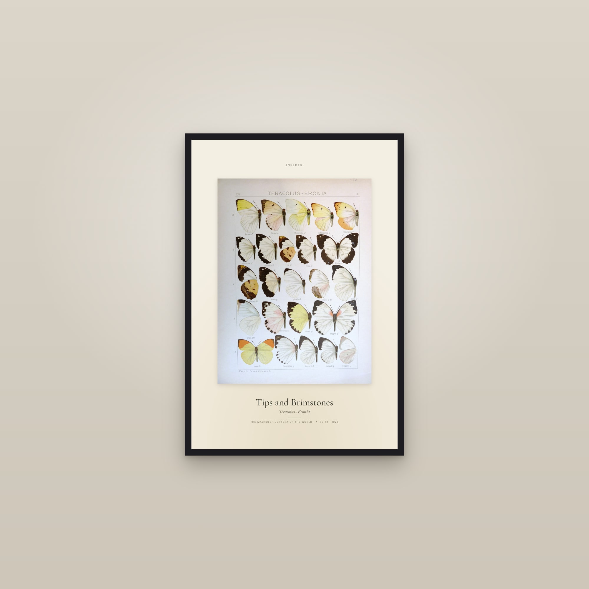 Tips and Brimstones — Specimen