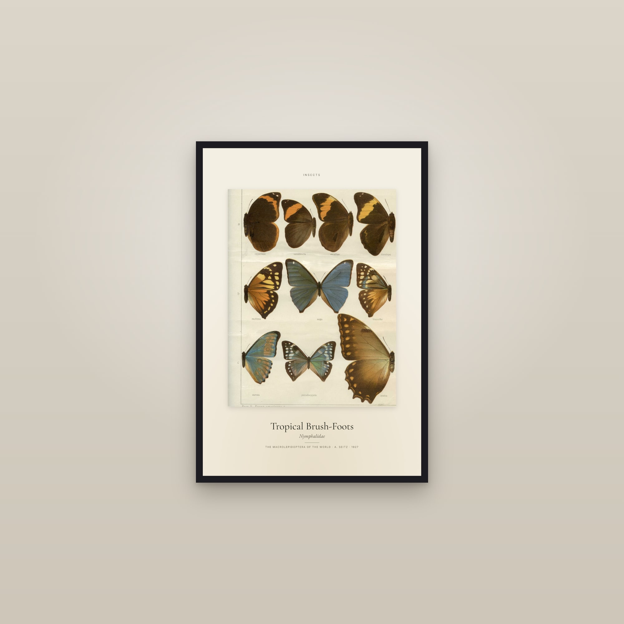 Tropical Brush-Foots — Specimen