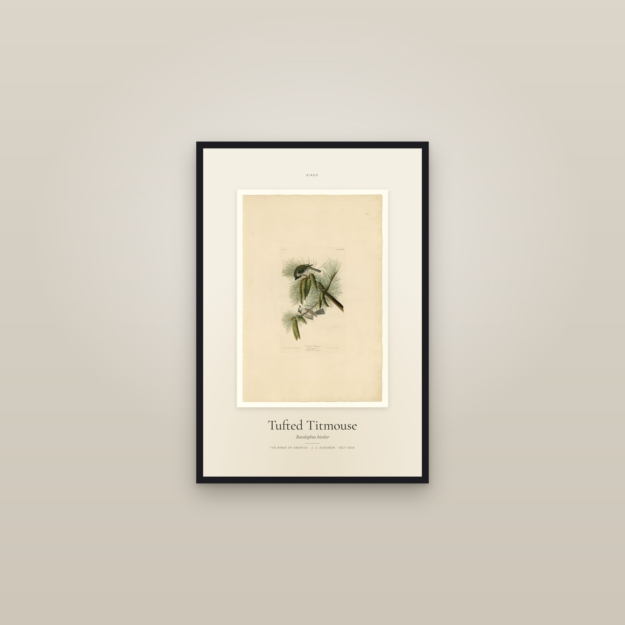 Tufted Titmouse — Specimen