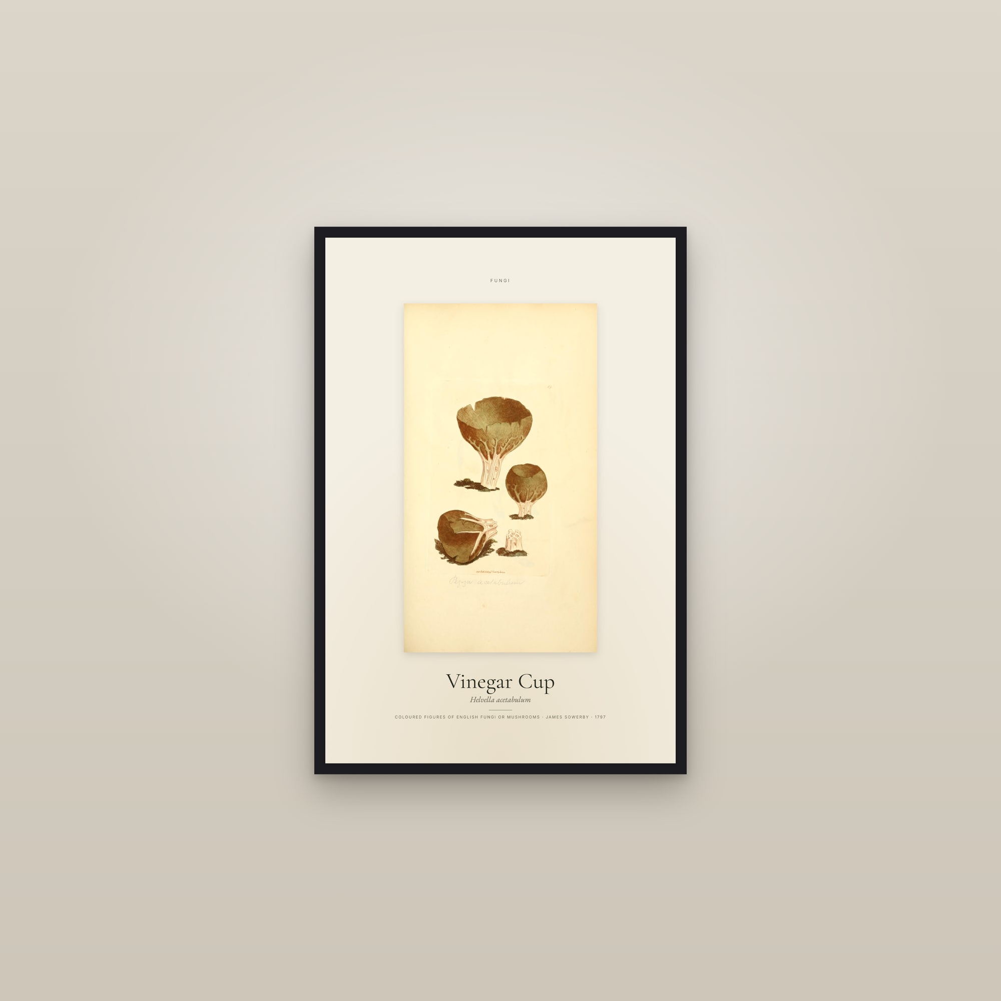 Vinegar Cup — Specimen