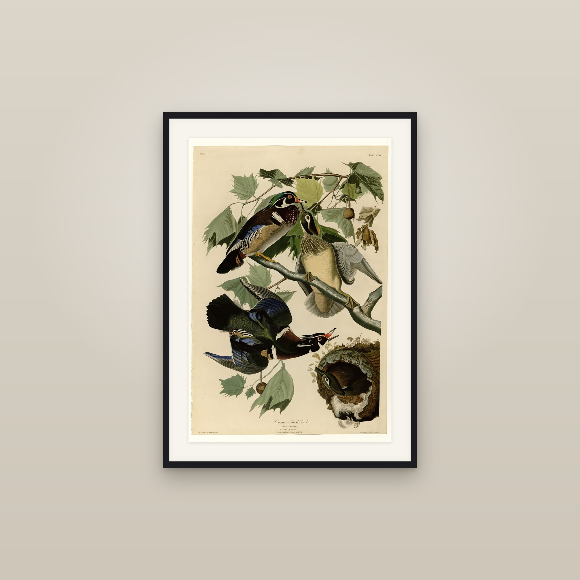 Wood Duck