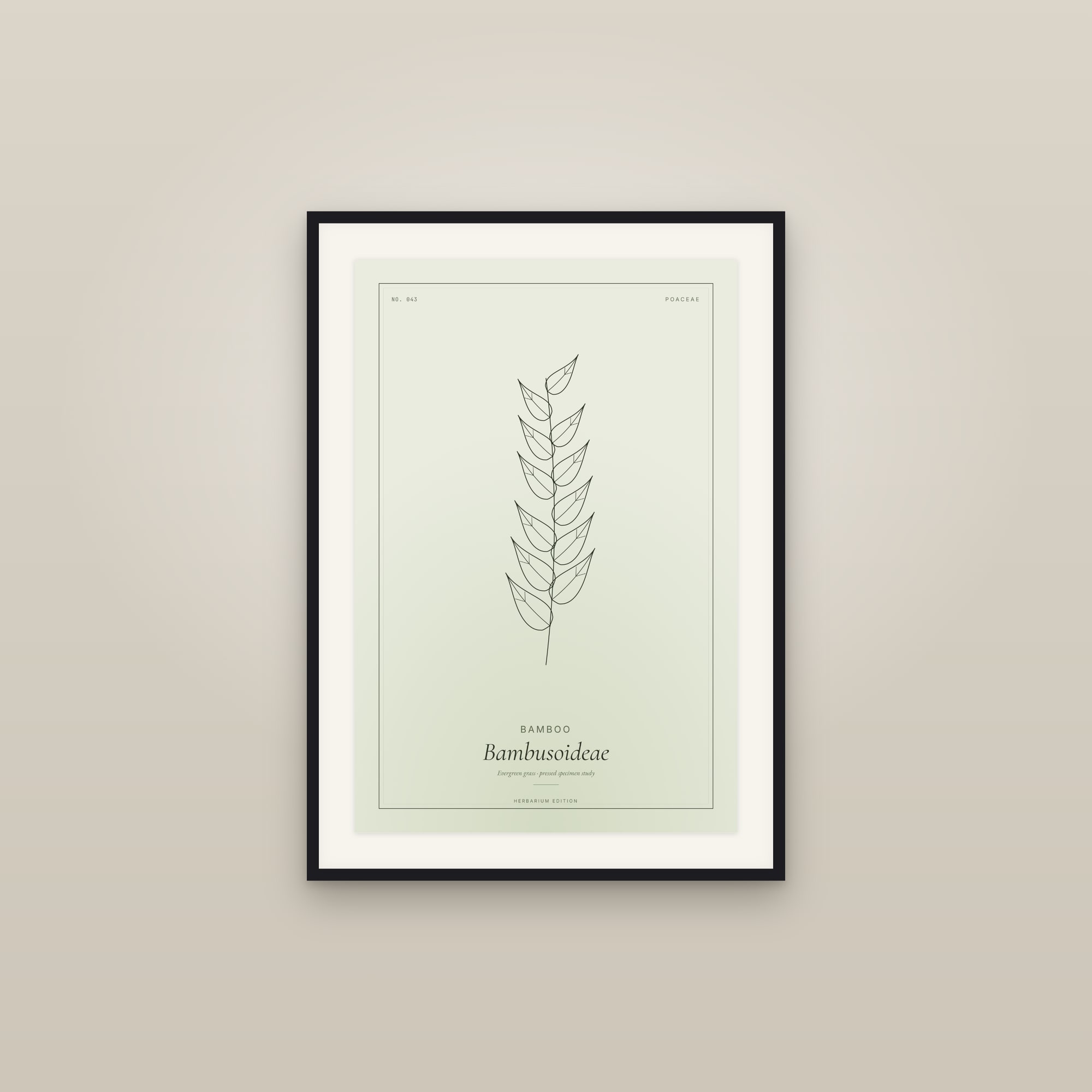 Bamboo — Botanical Specimen