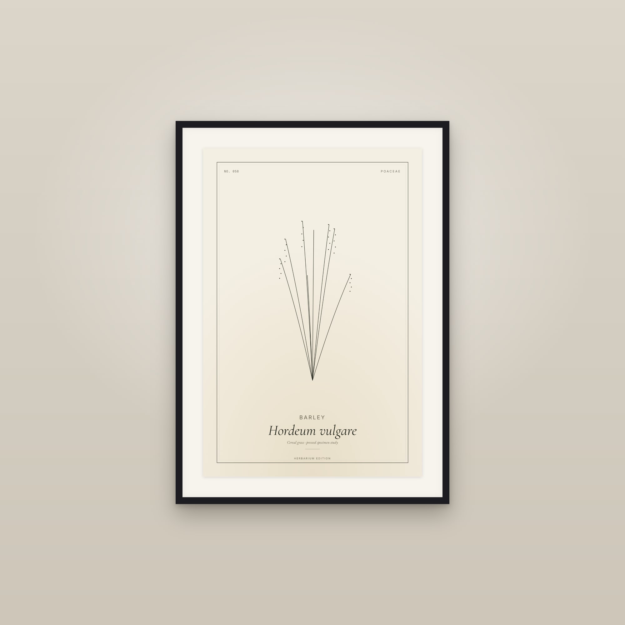 Barley — Botanical Specimen