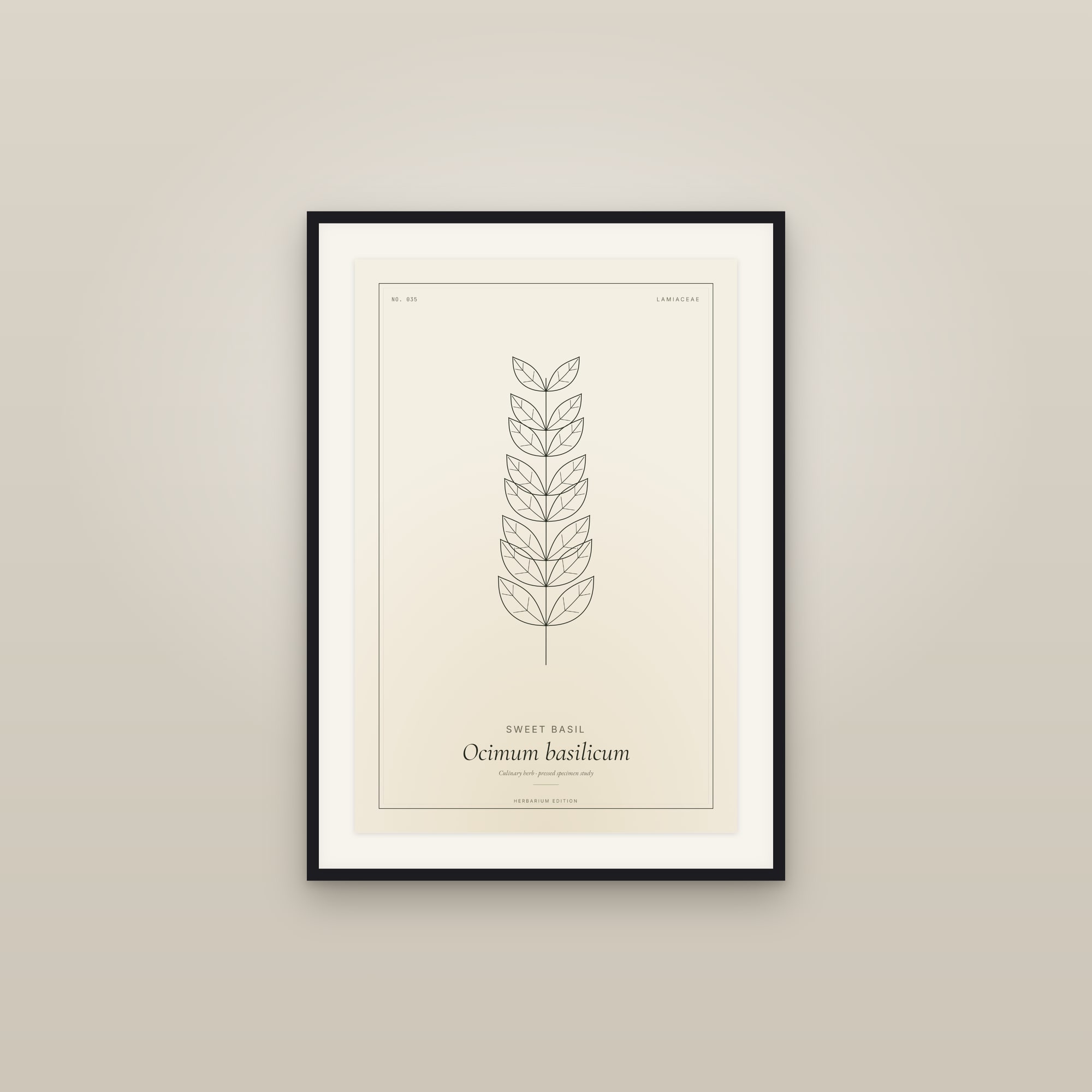 Sweet Basil — Botanical Specimen