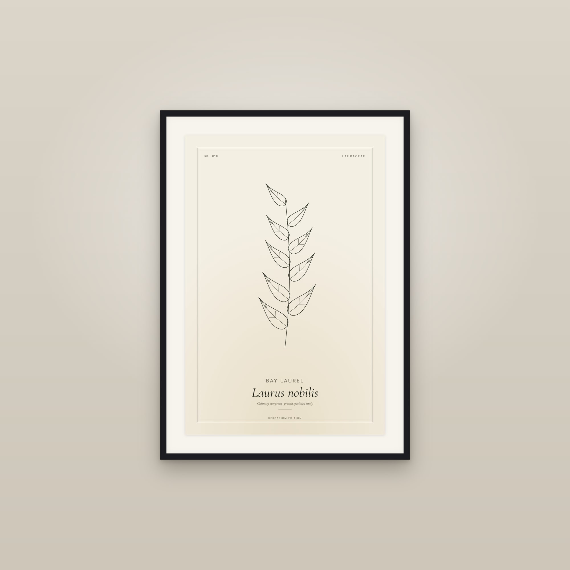 Bay Laurel — Botanical Specimen