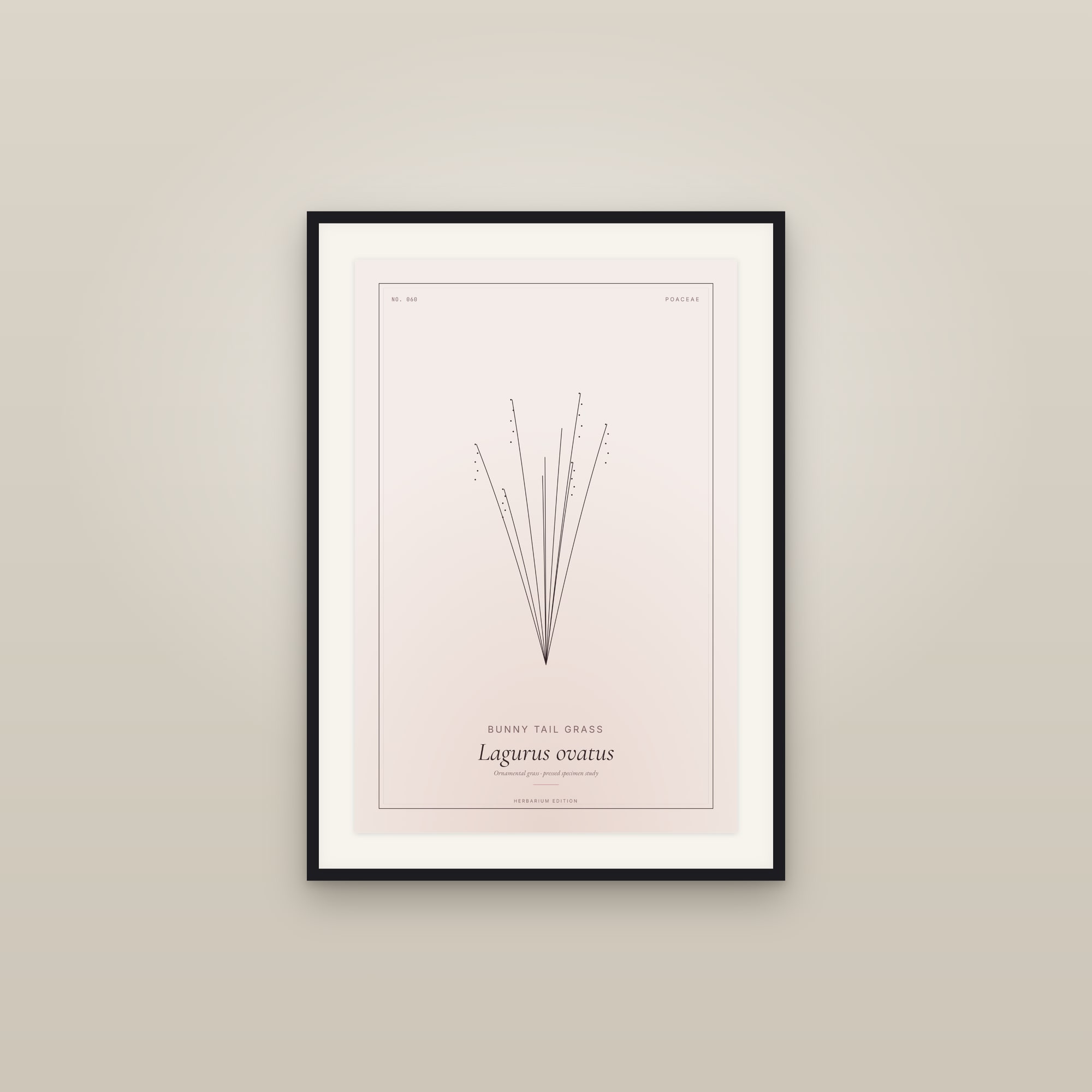 Bunny Tail Grass — Botanical Specimen