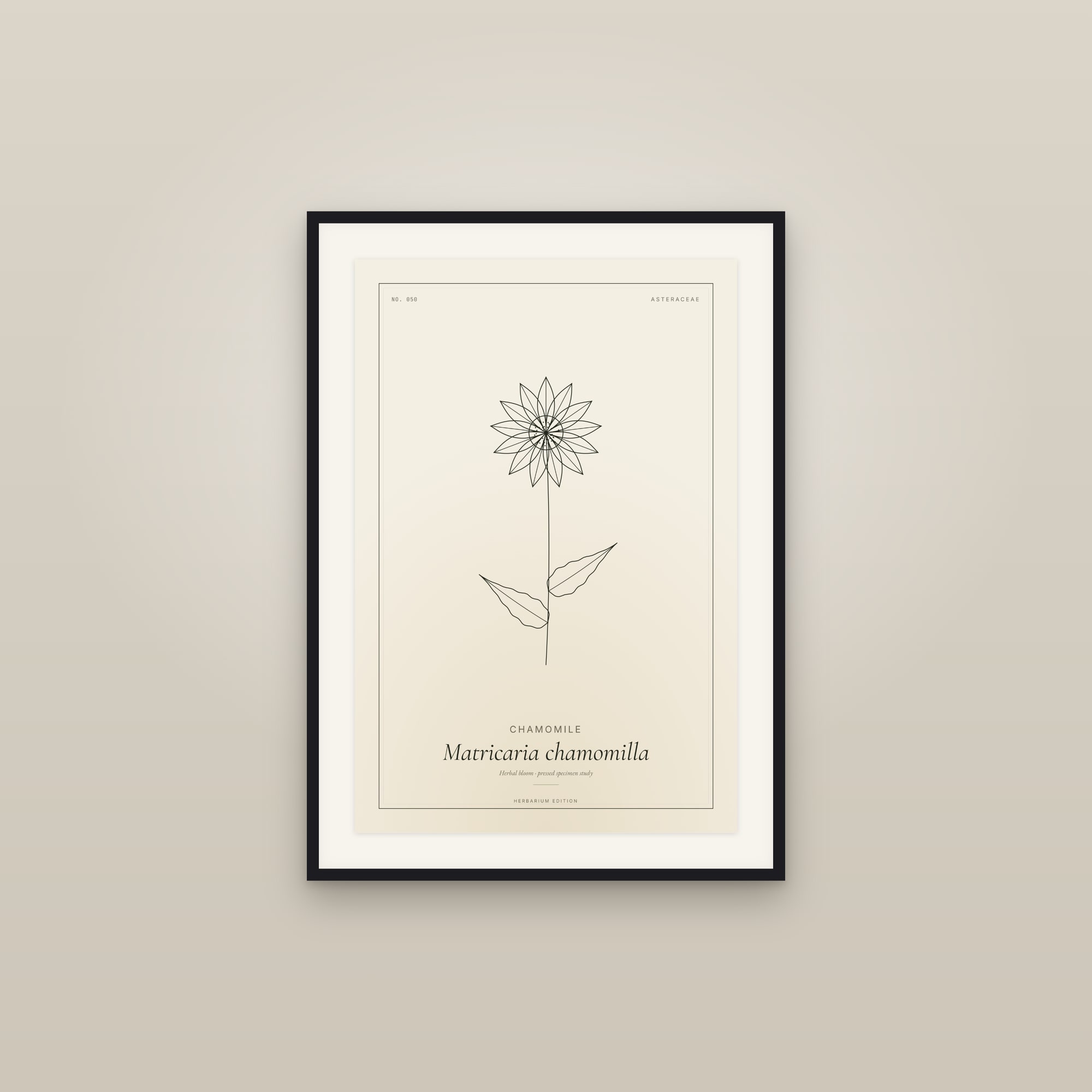 Chamomile — Botanical Specimen