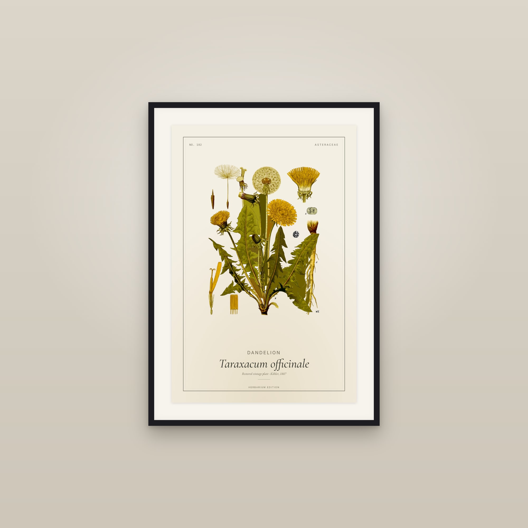 Dandelion — Botanical Plate