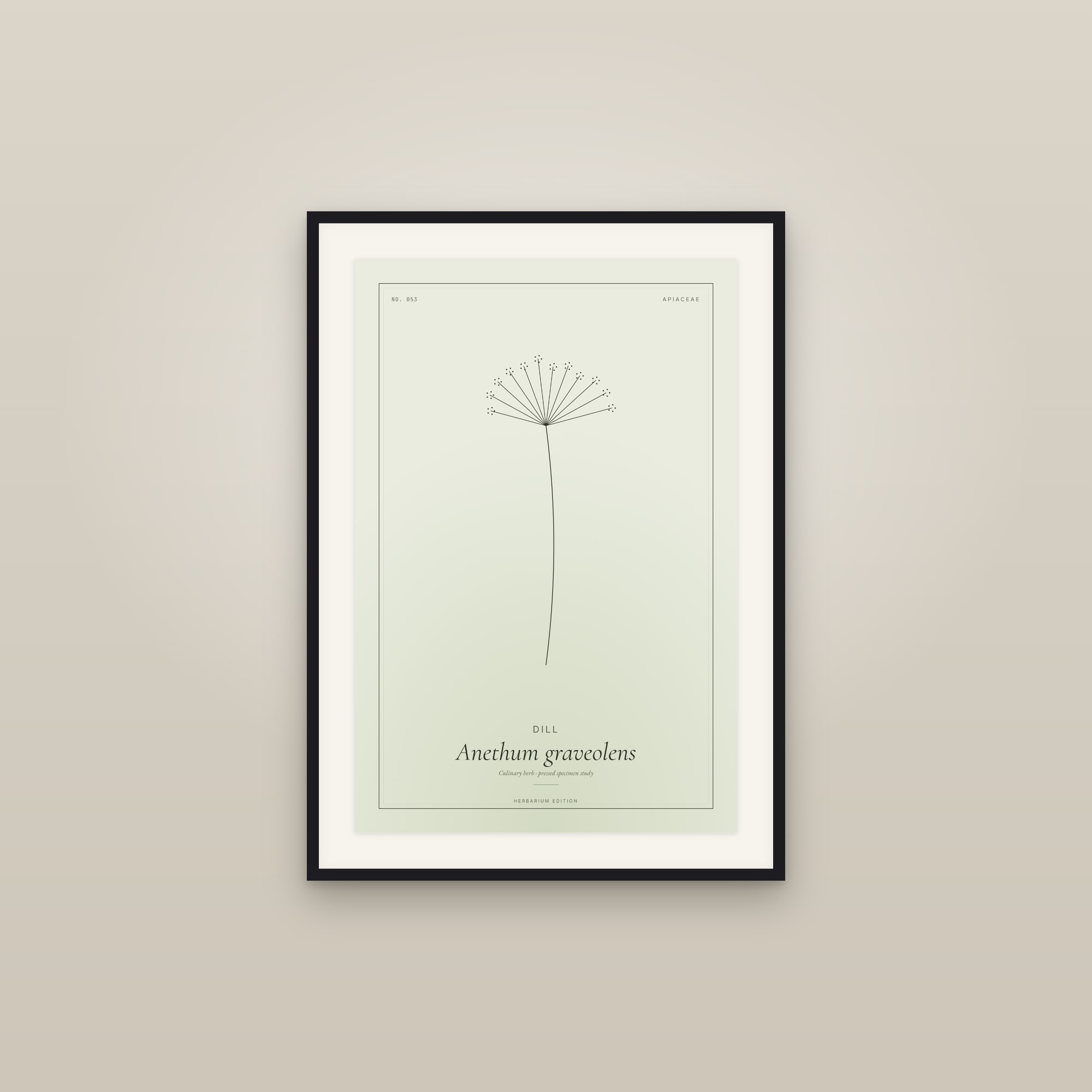 Dill — Botanical Specimen
