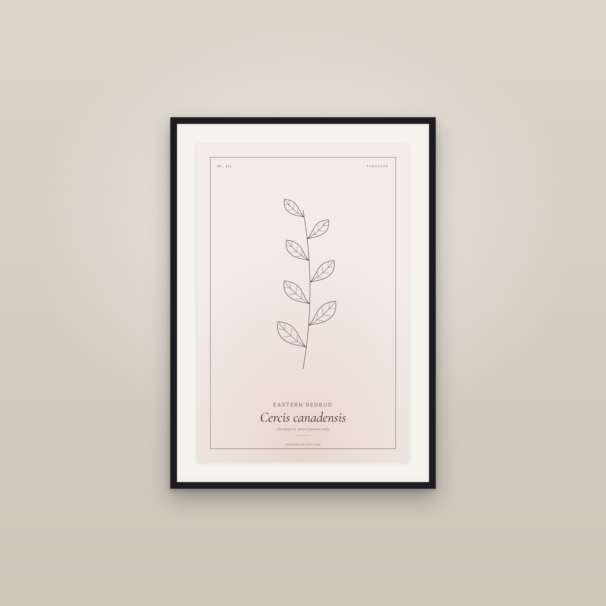 Eastern Redbud — Botanical Specimen