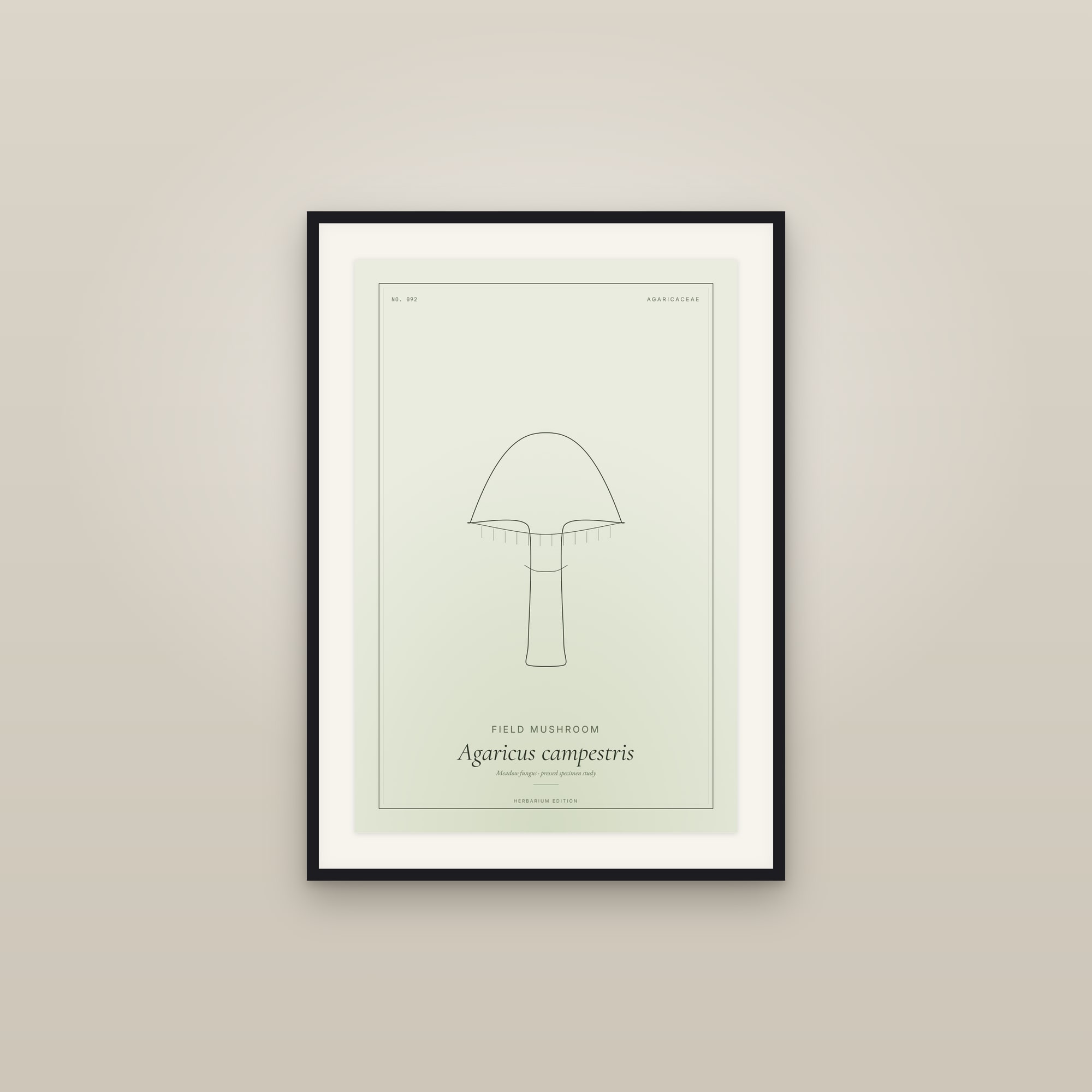 Field Mushroom — Botanical Specimen