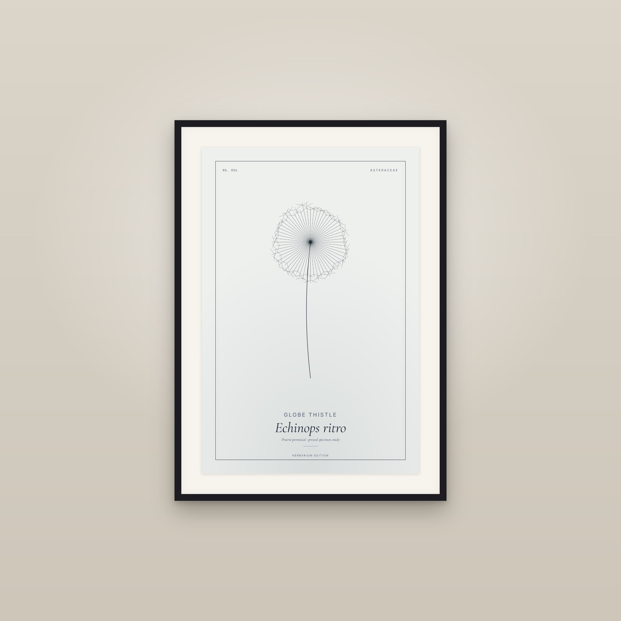 Globe Thistle — Botanical Specimen