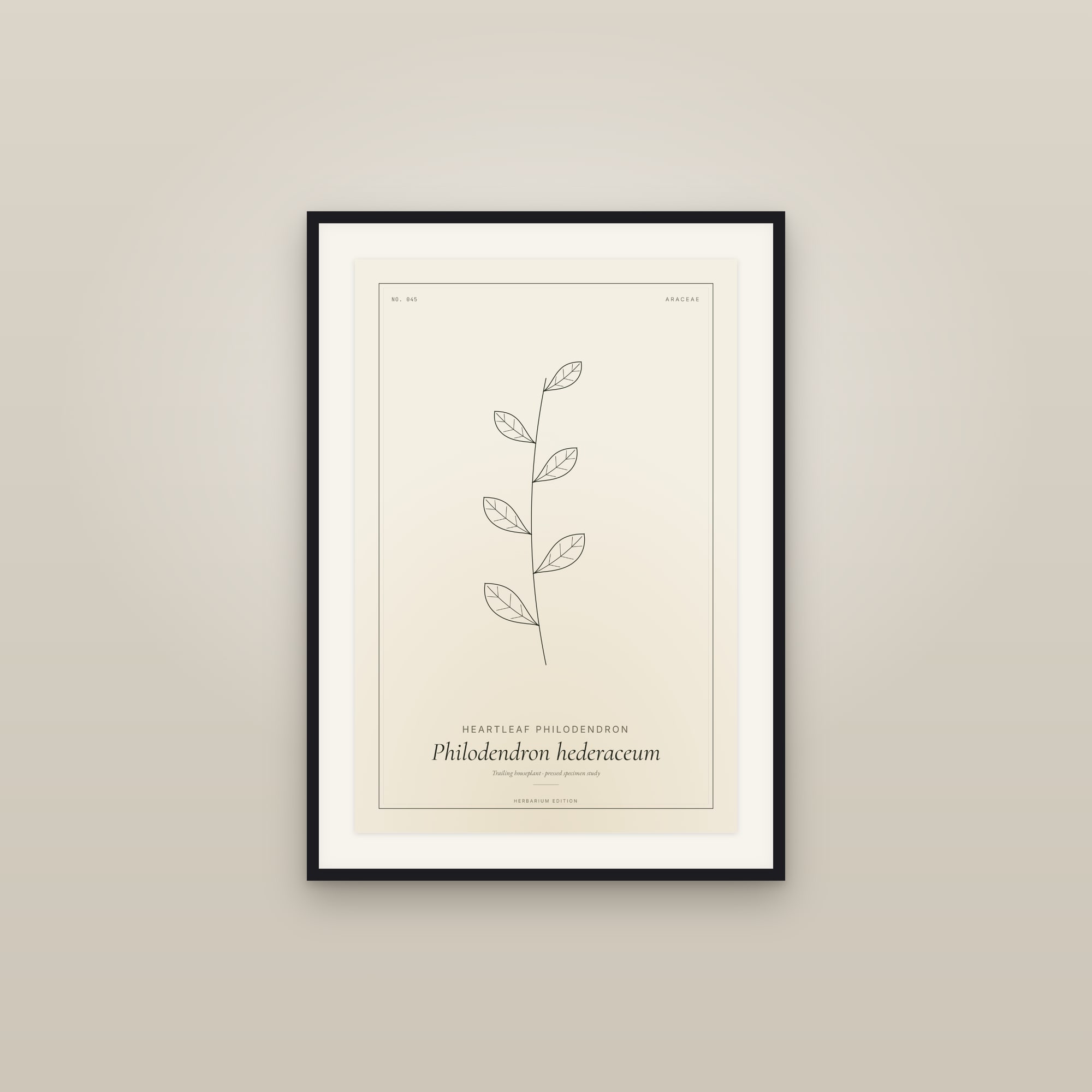 Heartleaf Philodendron — Botanical Specimen