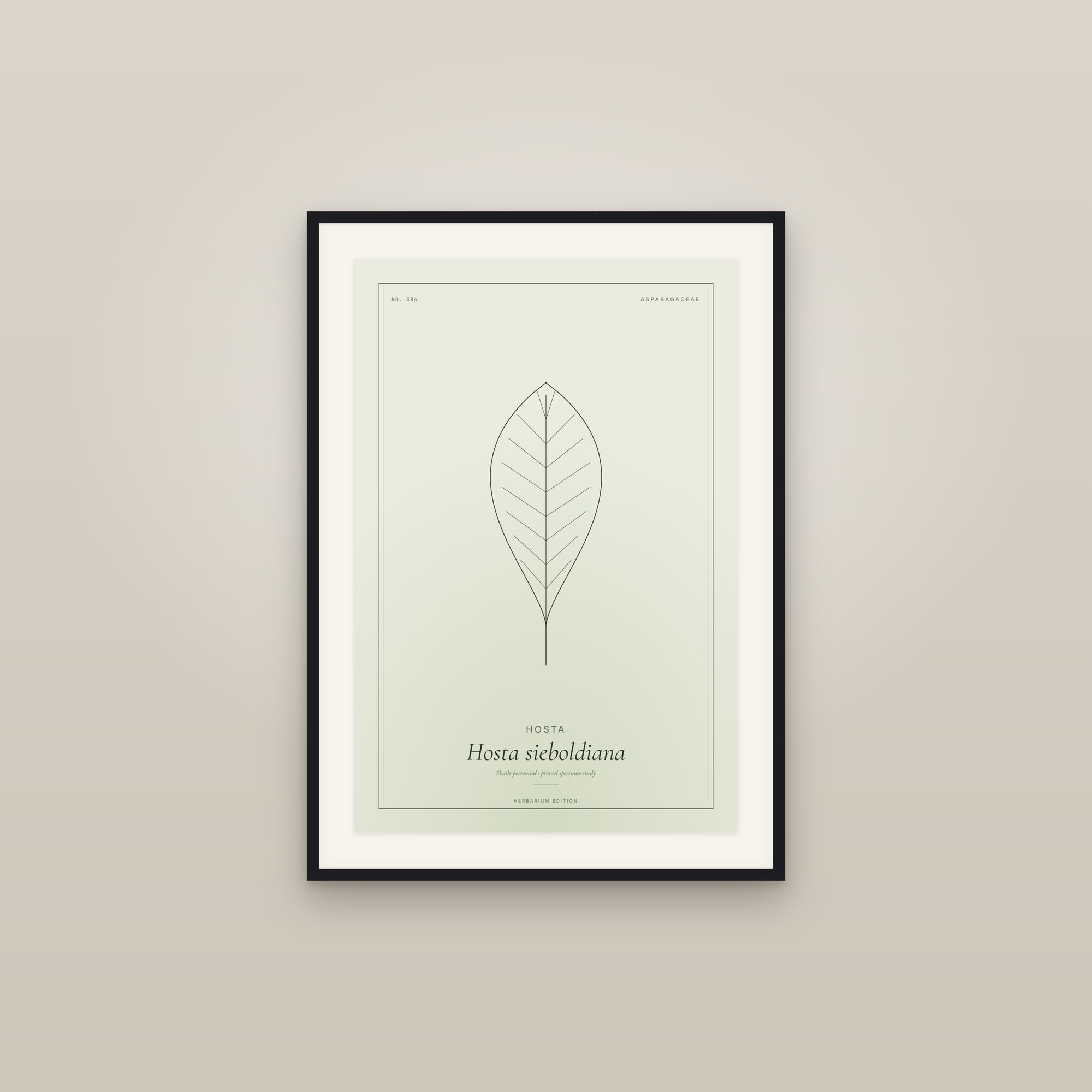 Hosta — Botanical Specimen