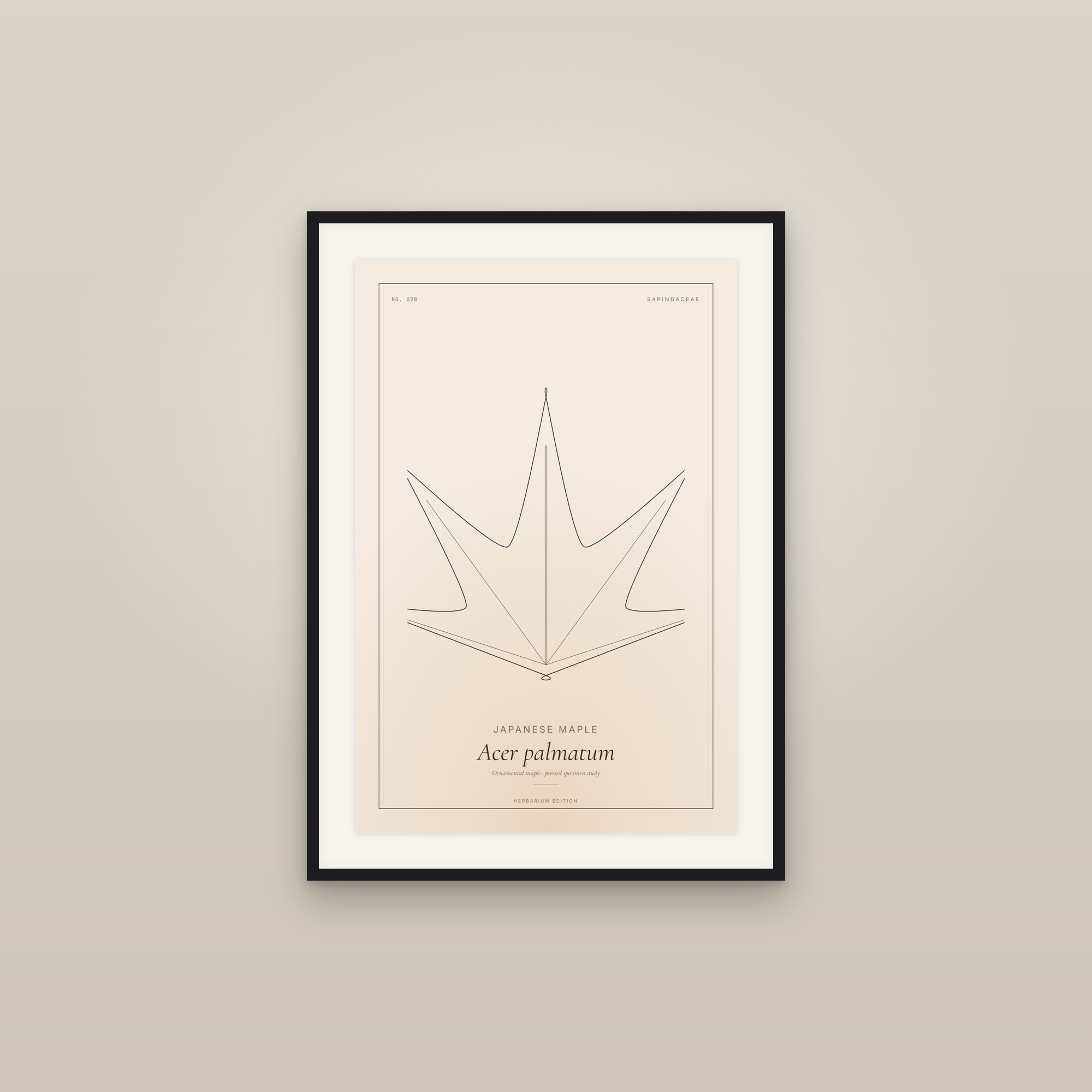 Japanese Maple — Botanical Specimen
