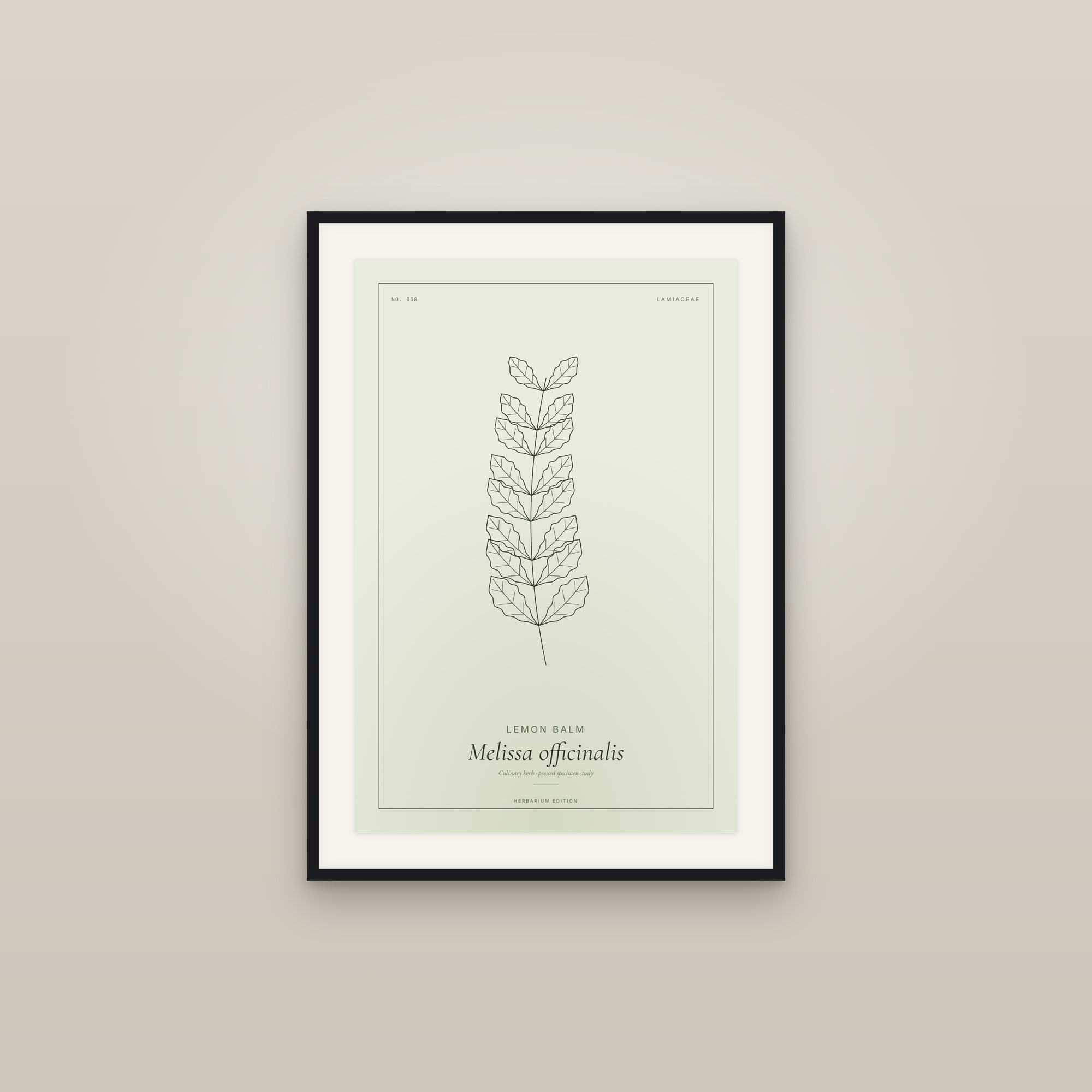 Lemon Balm — Botanical Specimen