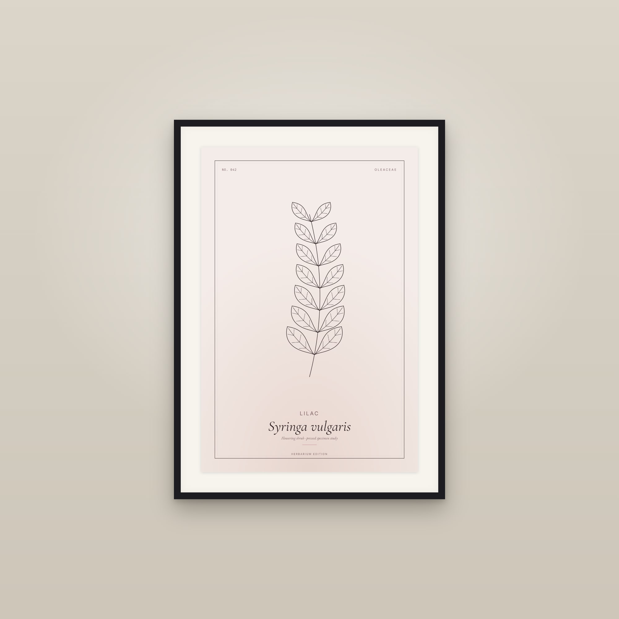Lilac — Botanical Specimen