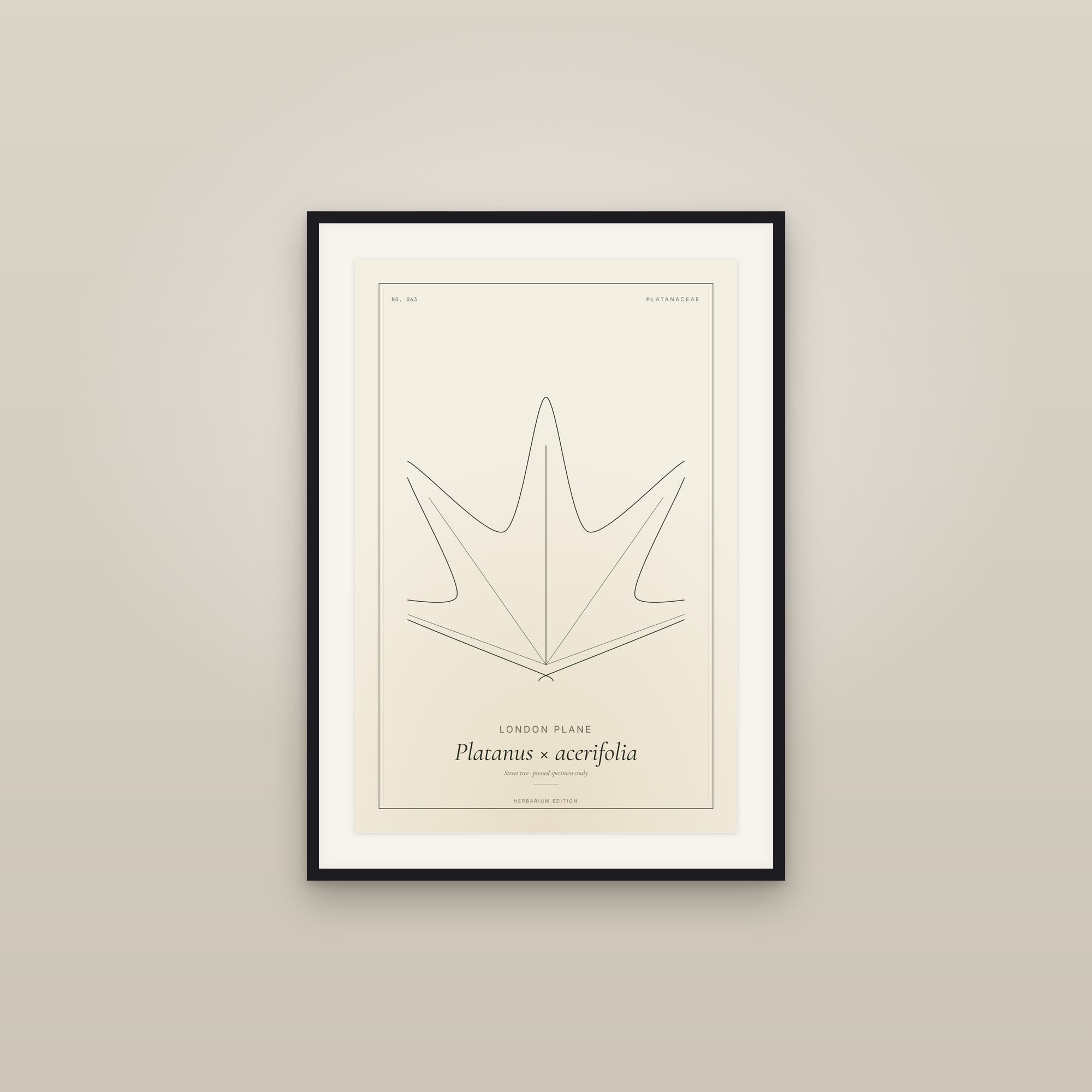 London Plane — Botanical Specimen