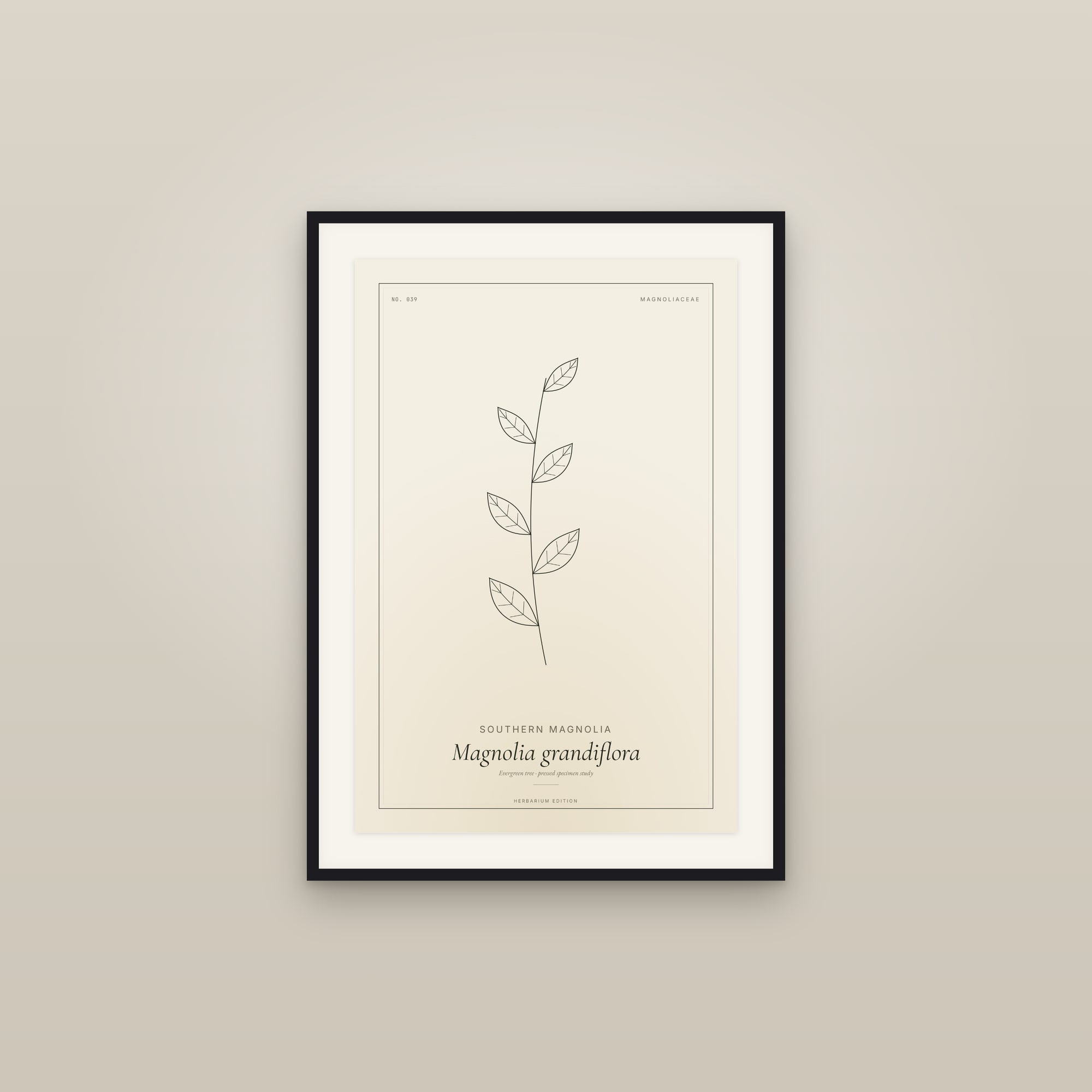 Southern Magnolia — Botanical Specimen