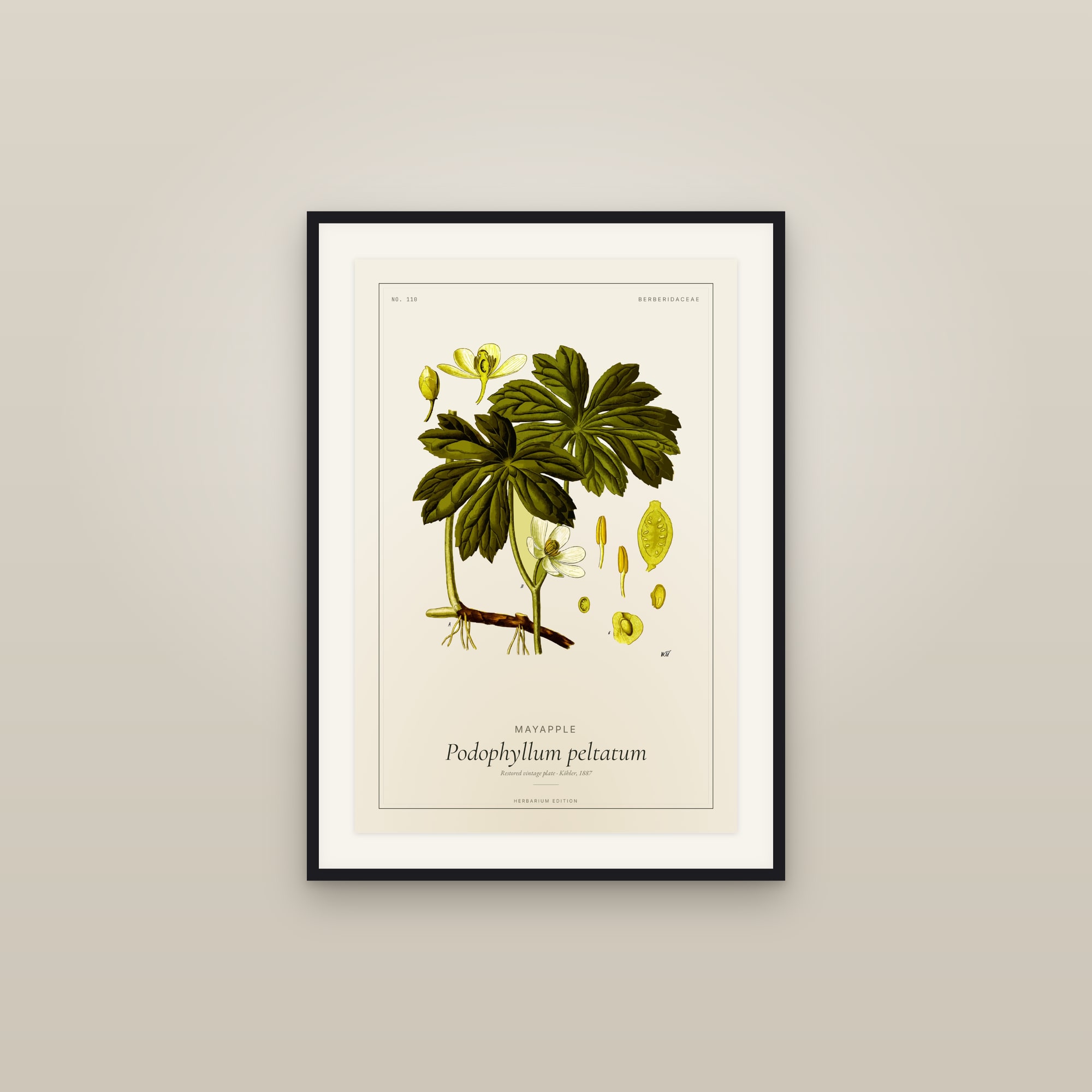 Mayapple — Botanical Plate