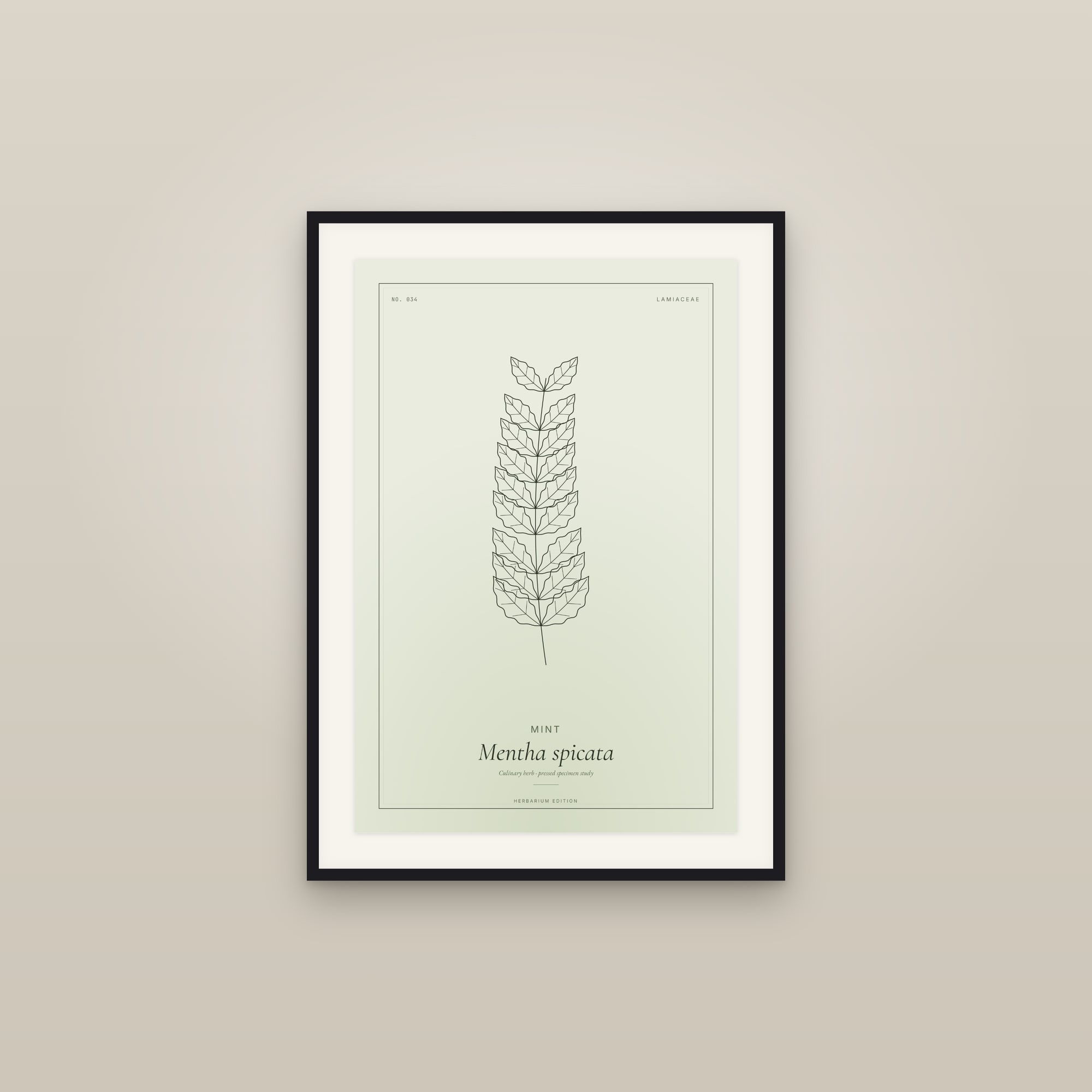 Mint — Botanical Specimen