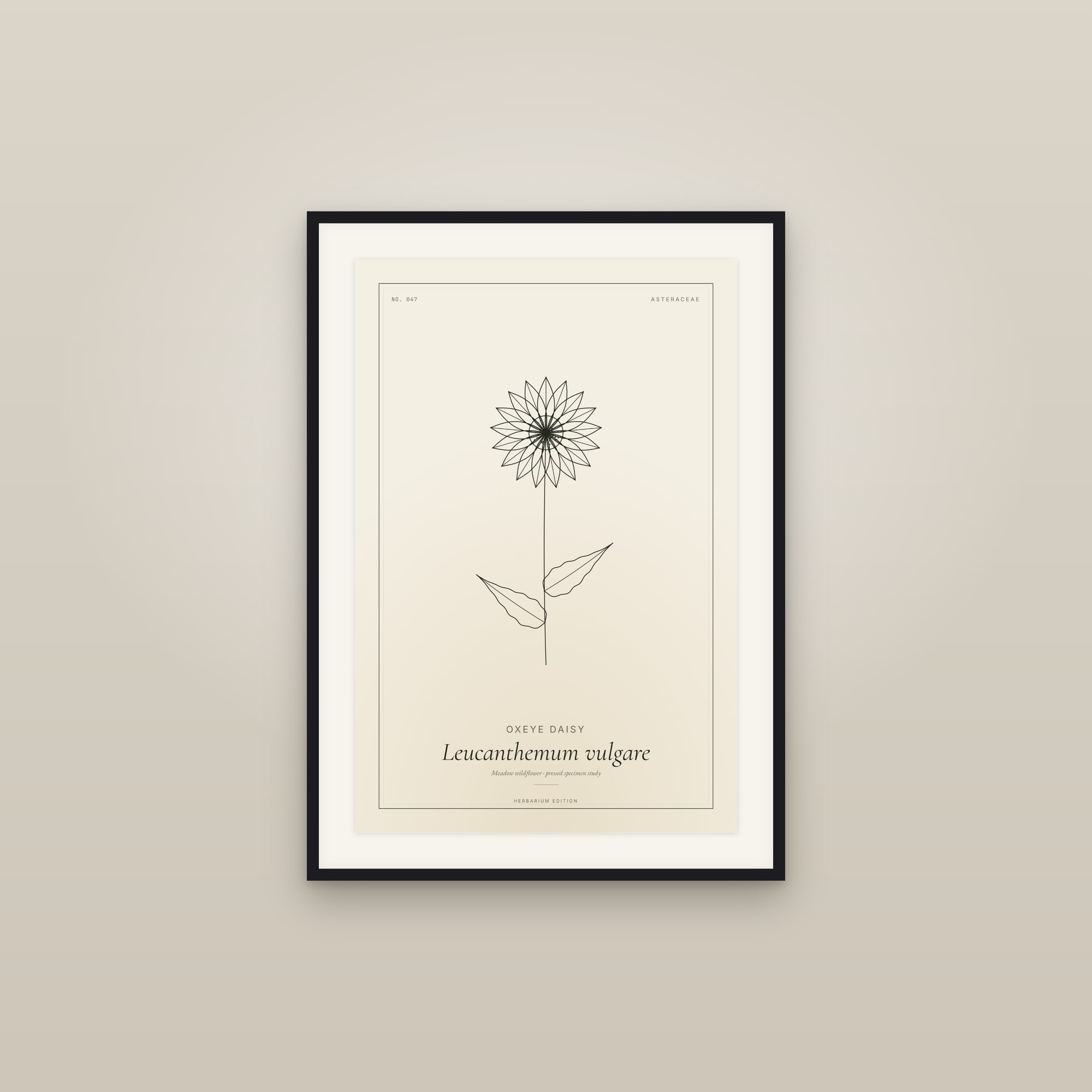 Oxeye Daisy — Botanical Specimen