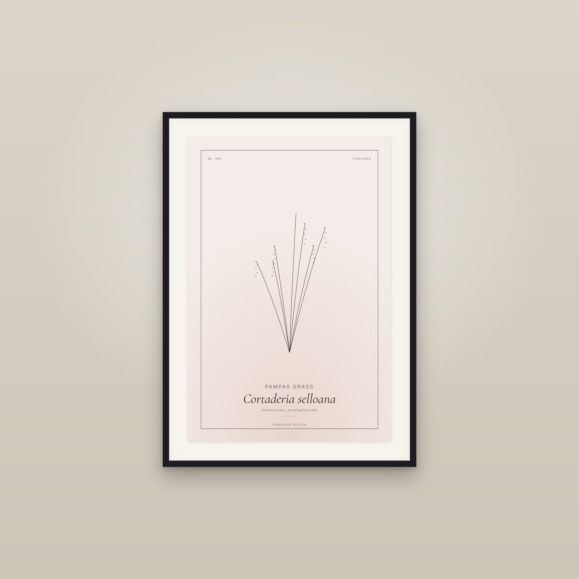 Pampas Grass — Botanical Specimen