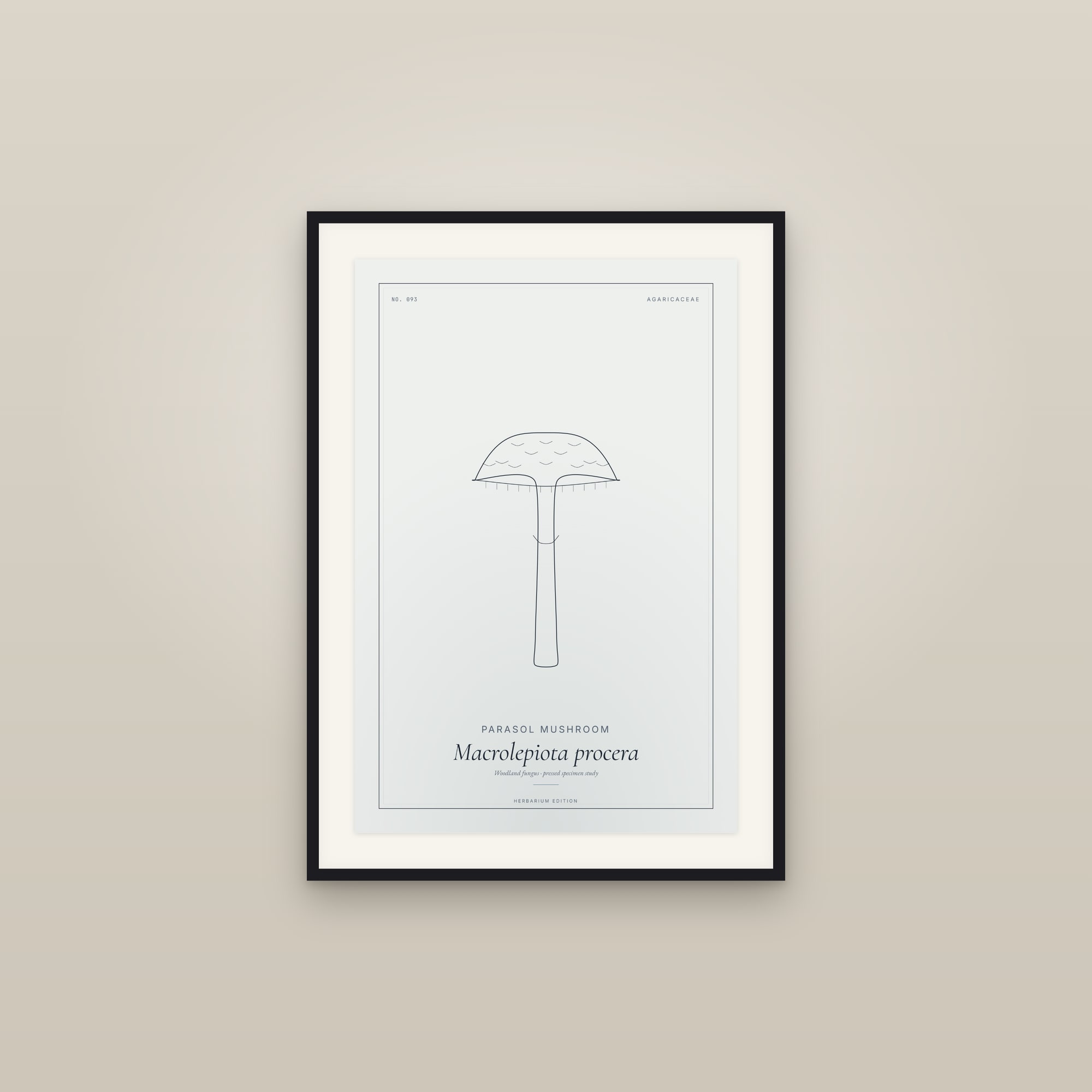 Parasol Mushroom — Botanical Specimen