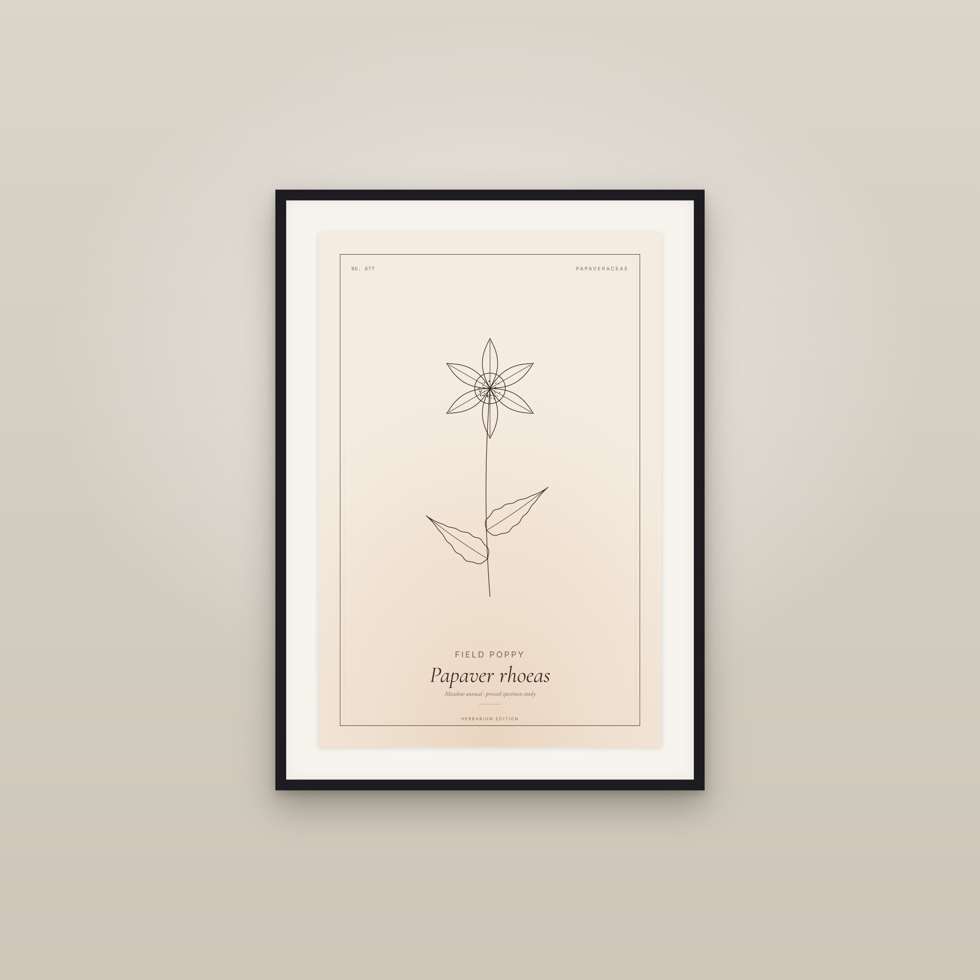 Field Poppy — Botanical Specimen