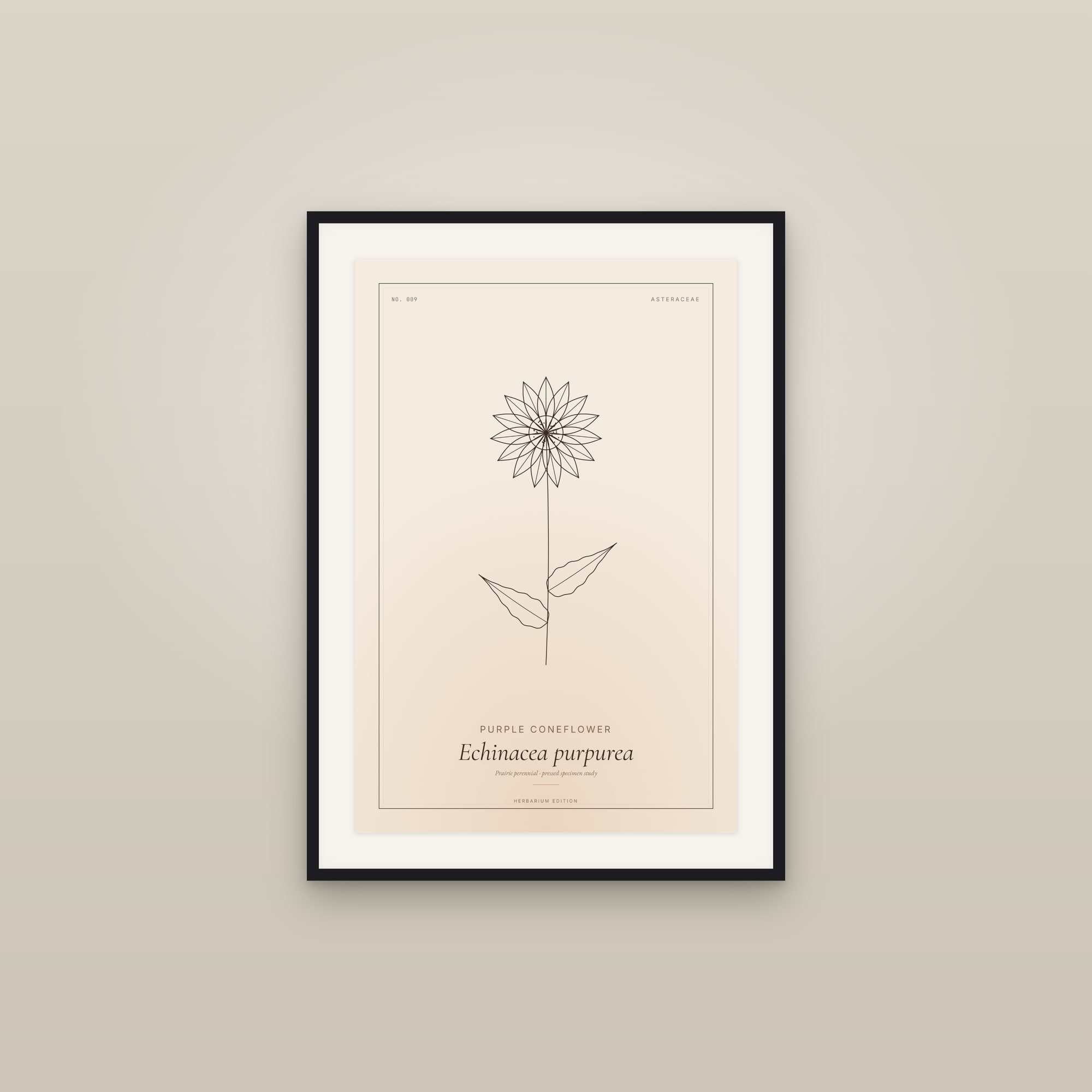 Purple Coneflower — Botanical Specimen