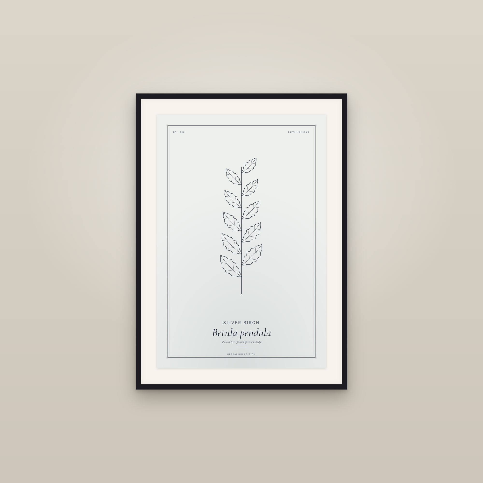 Silver Birch — Botanical Specimen