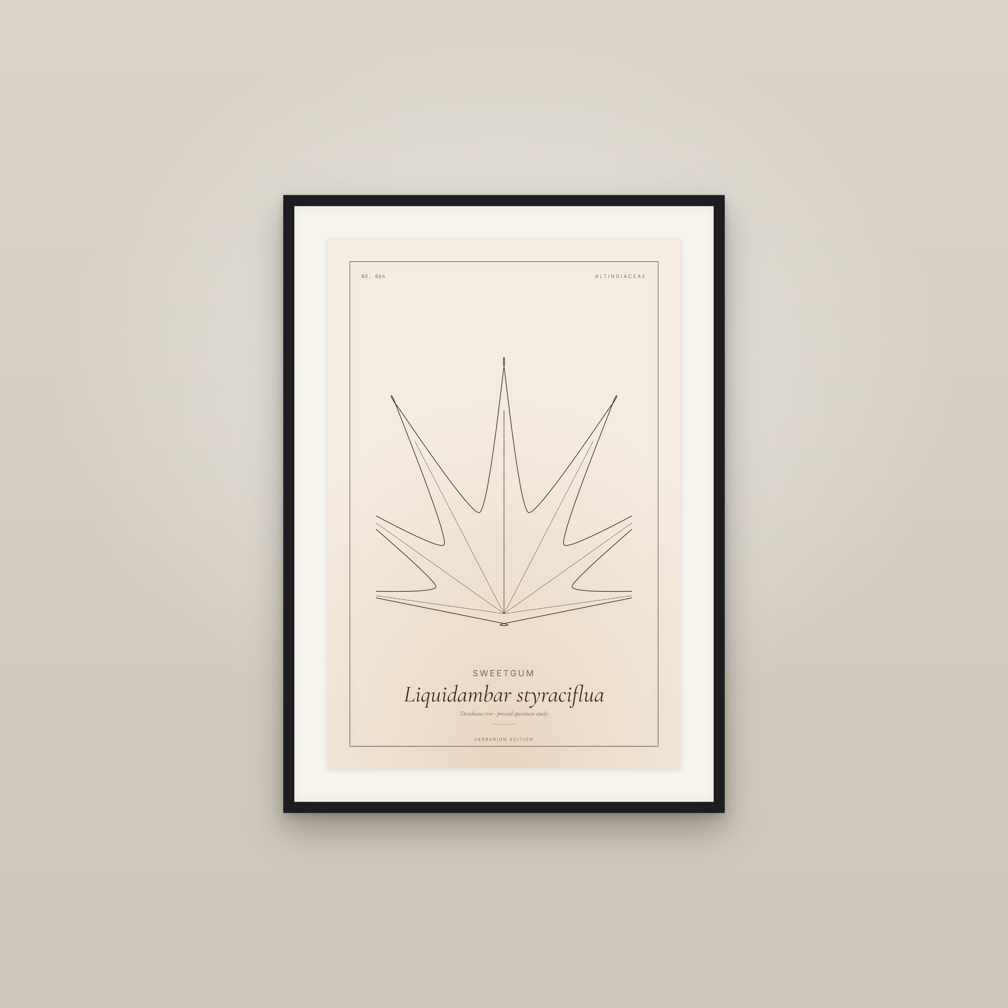 Sweetgum — Botanical Specimen