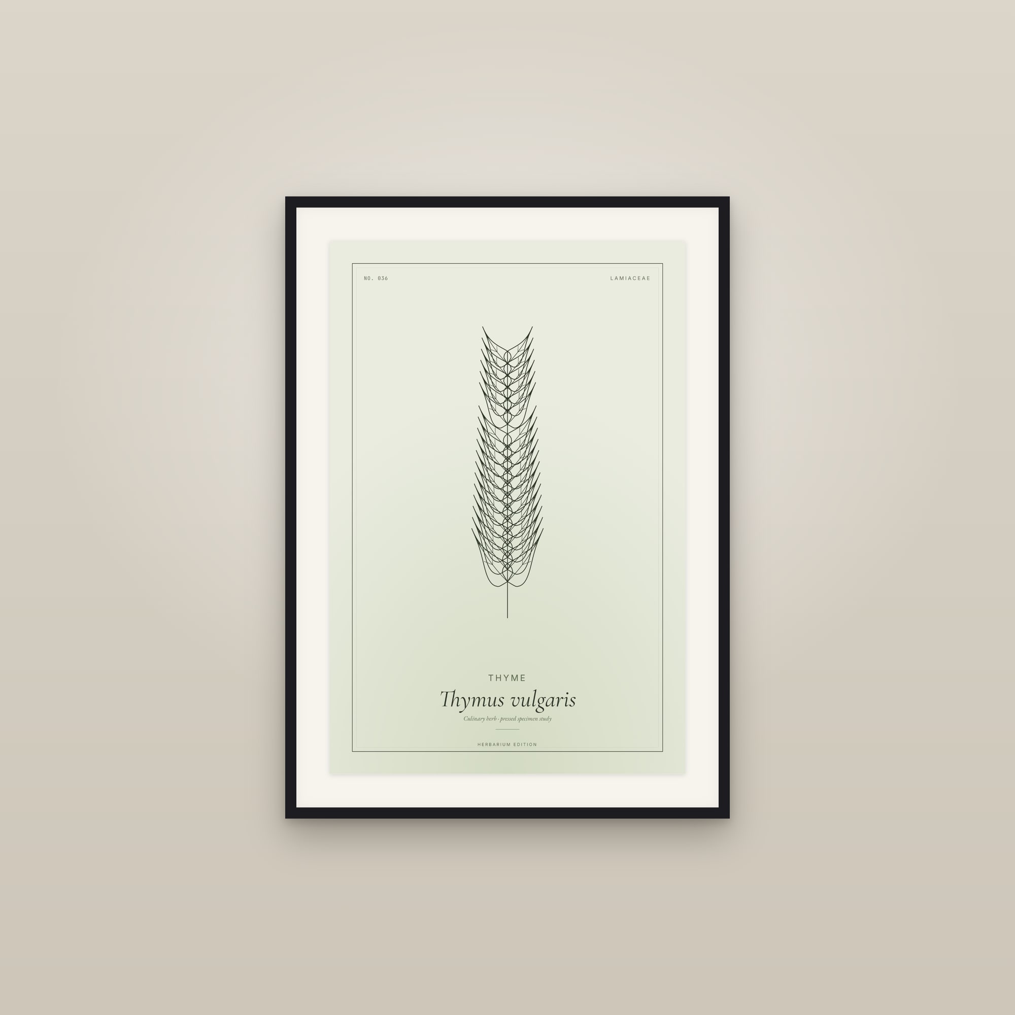 Thyme — Botanical Specimen