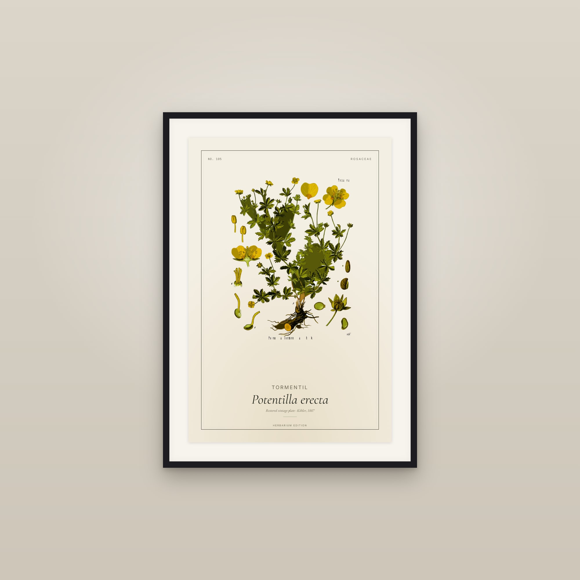 Tormentil — Botanical Plate