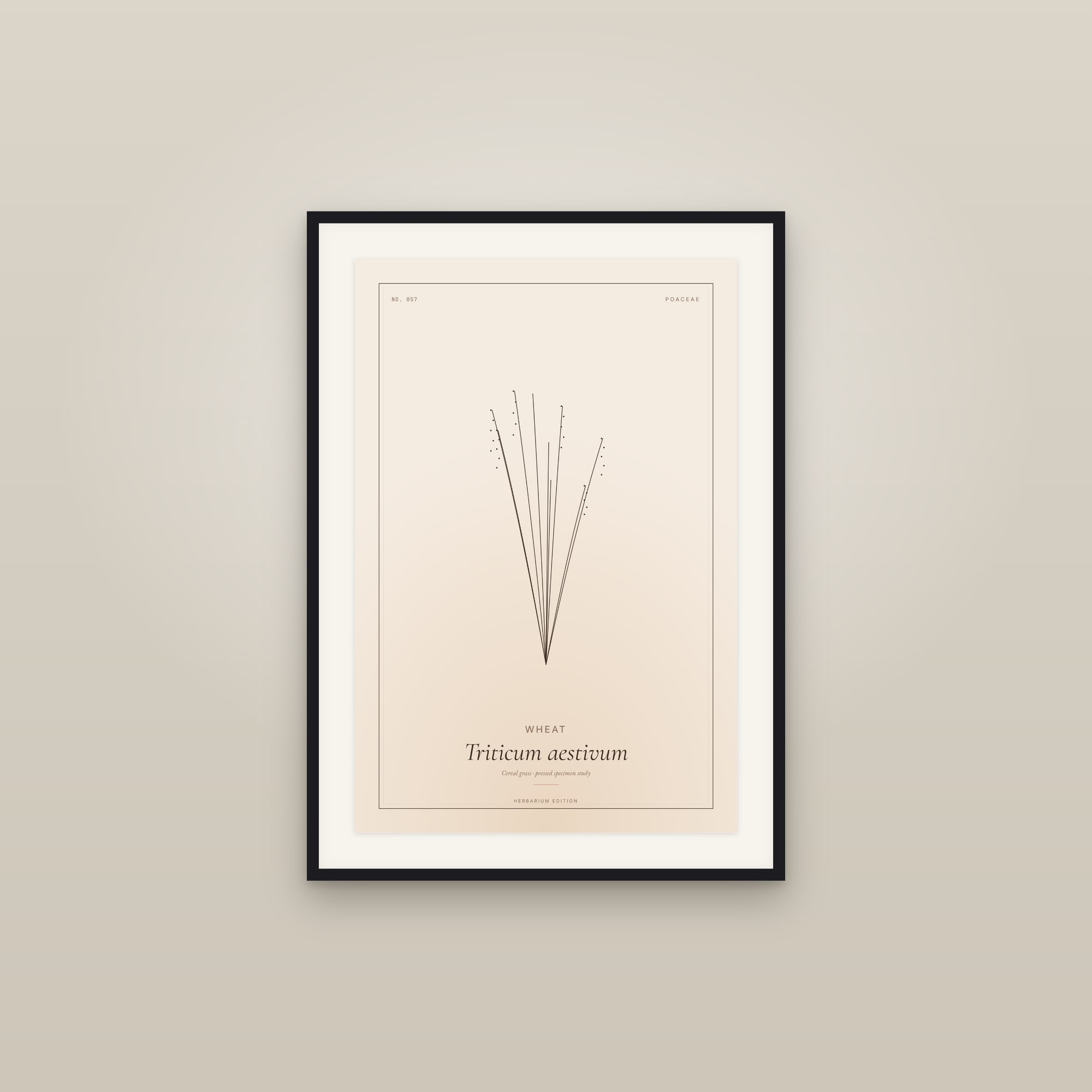 Wheat — Botanical Specimen